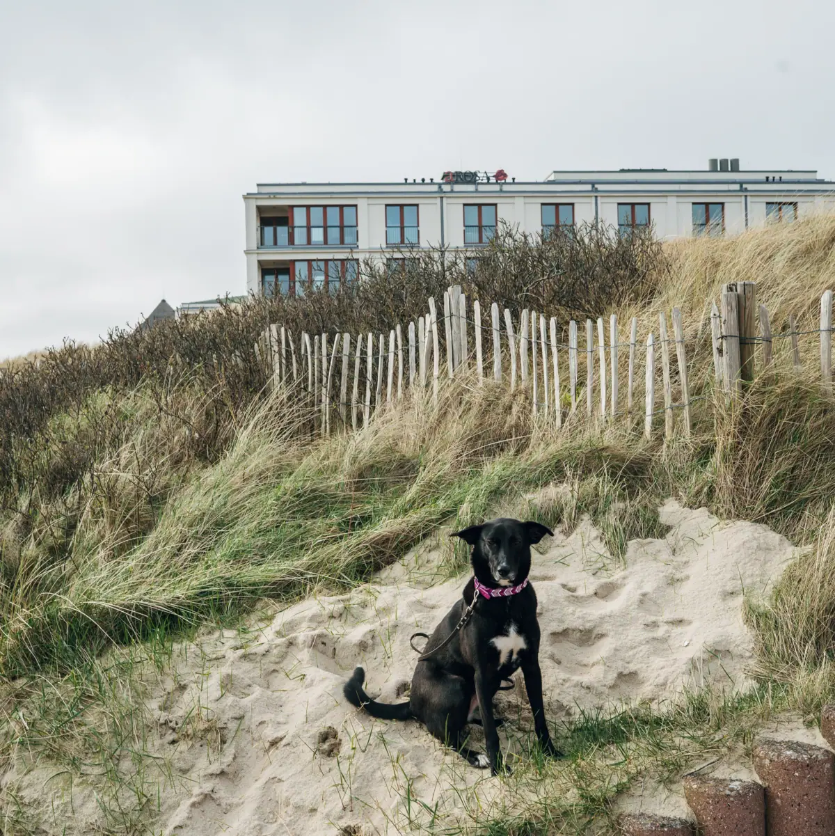 Cane davanti all'A-ROSA Hotel Sylt Un cane è seduto davanti all’A-ROSA Hotel Sylt.