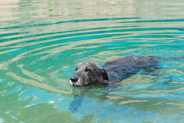 Cane nel lago di Tegernsee Un cane nuota nell'acqua.