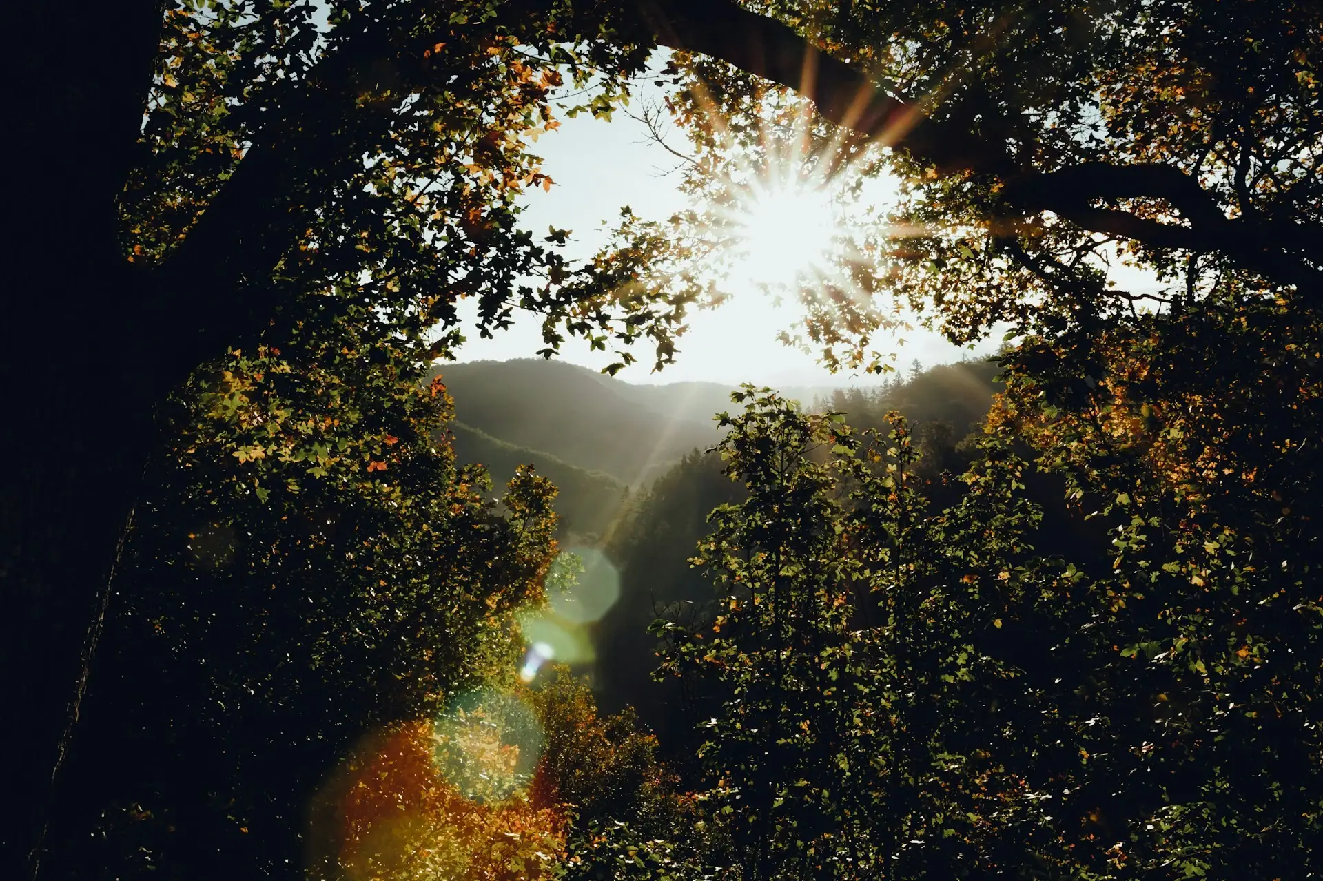 Sonne scheint durch einen Baum