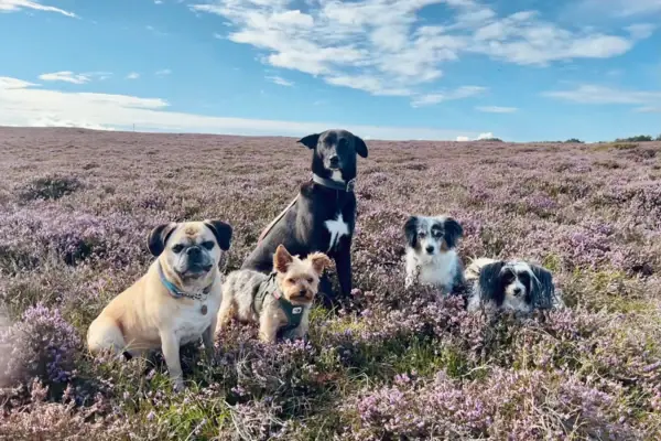 Cani nella brughiera di Sylt Cani nella brughiera di Sylt