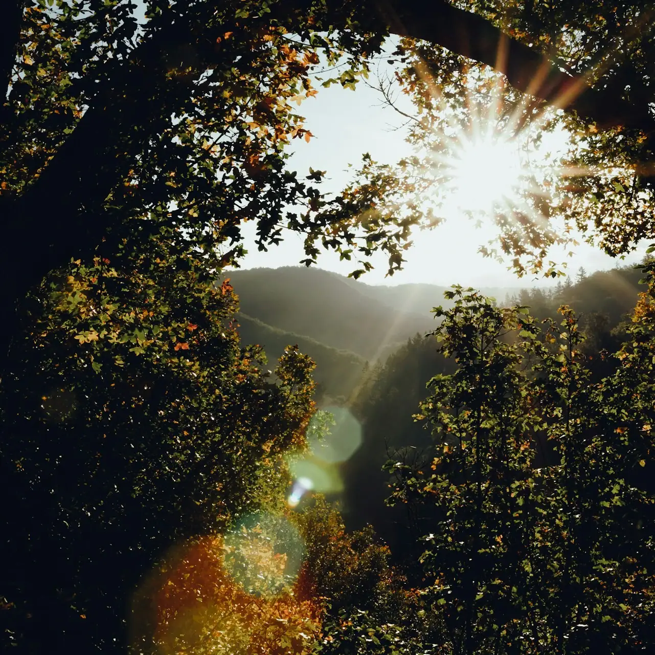 Il sole filtra attraverso un albero