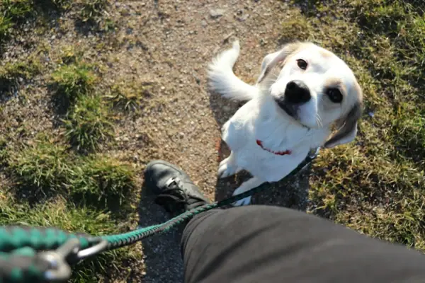 Cane al guinzaglio all'aperto