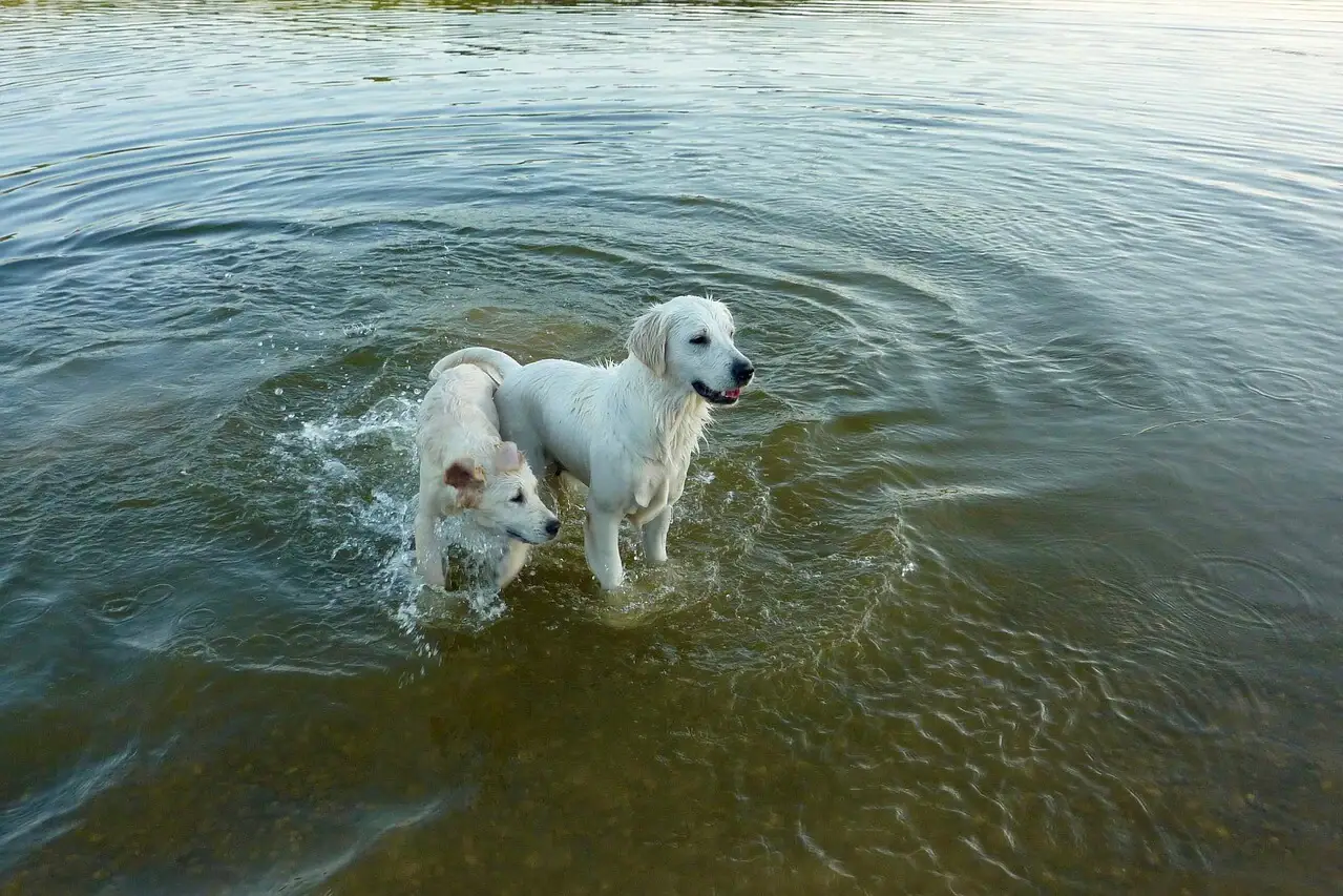 Zwei weiße Hunde stehen mit den Pfoten im Wasser.