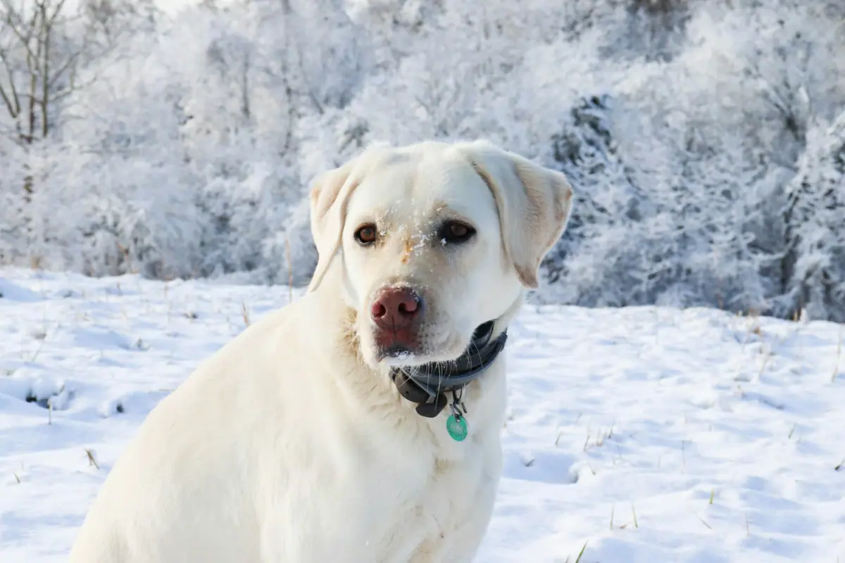 Cane nella neve Un cane è seduto sulla neve.