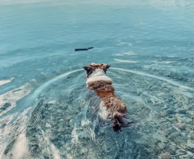 Un cagnolino nuota nell'acqua limpida per raggiungere un bastone.