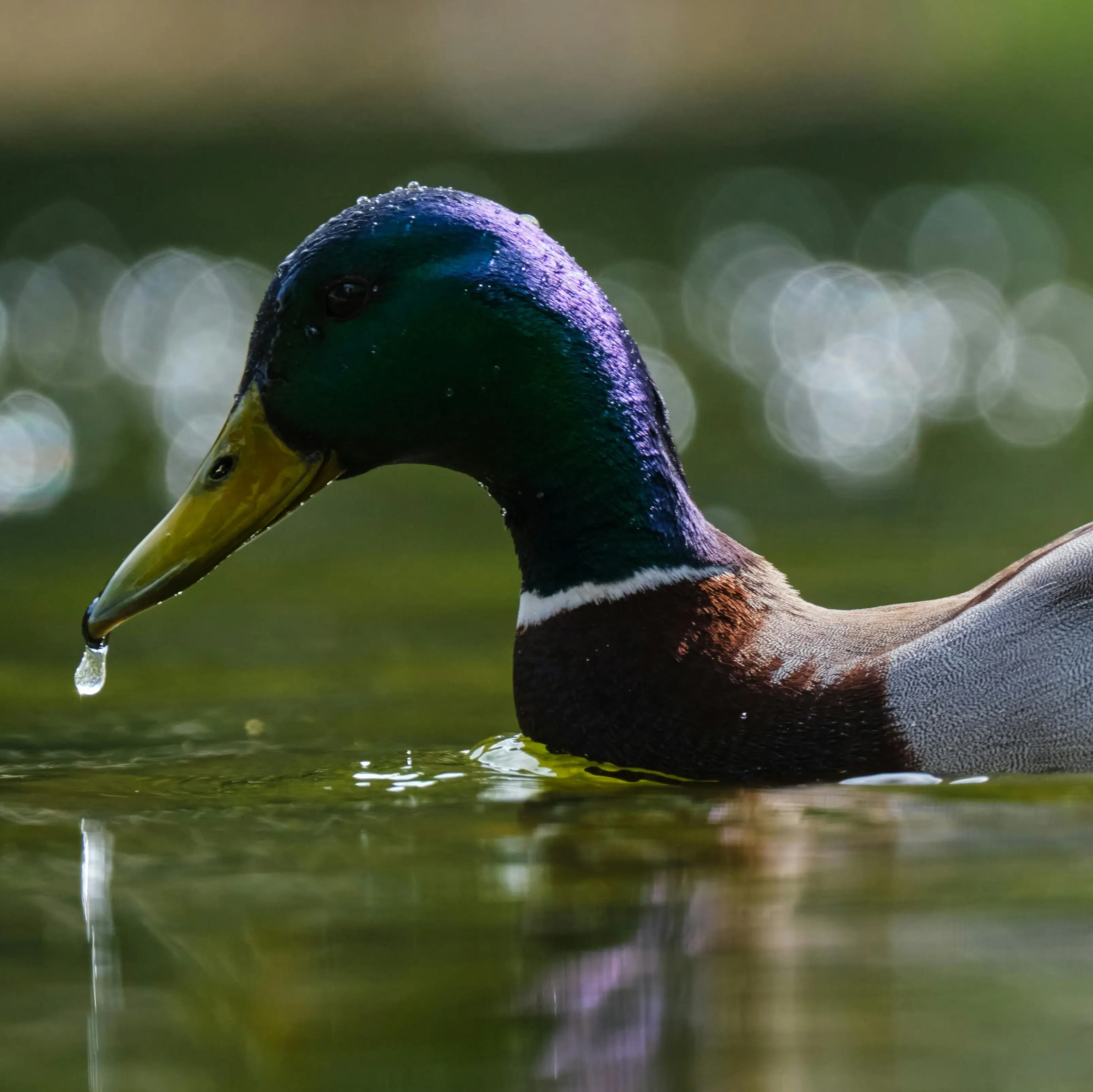 Ente schwimmt im Wasser
