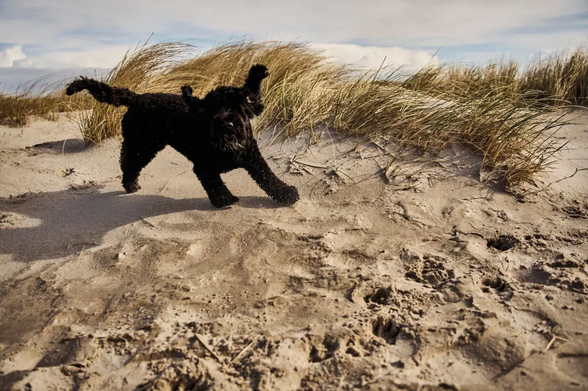 Un cane corre sulla sabbia.