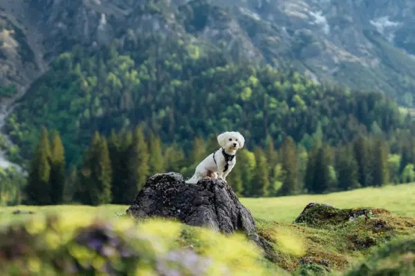 Escursioni con il cane sul lago Tegernsee Un cane è seduto su una roccia in un prato ricoperto d'erba, con le montagne sullo sfondo.