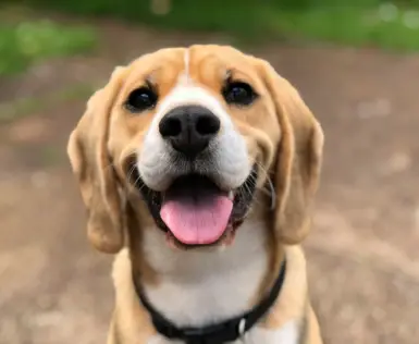 Un cane con la lingua fuori e un collare nero.