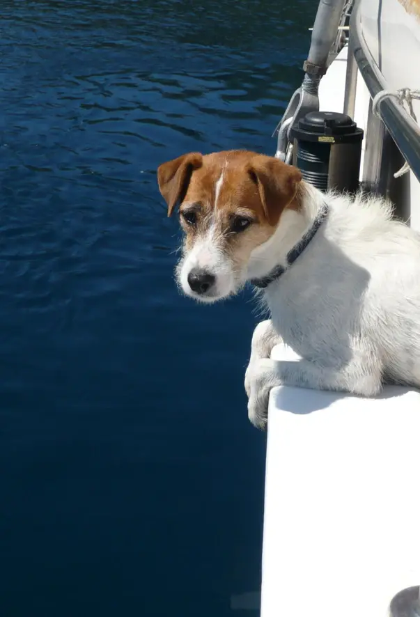 Un cagnolino lascia le zampe penzoloni sul bordo di una barca.