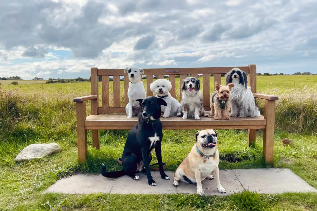 I cani a Sylt Un gruppo di cani è seduto su una panchina.