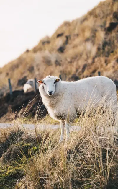 Pecora in piedi nell'erba alta in un campo montuoso.