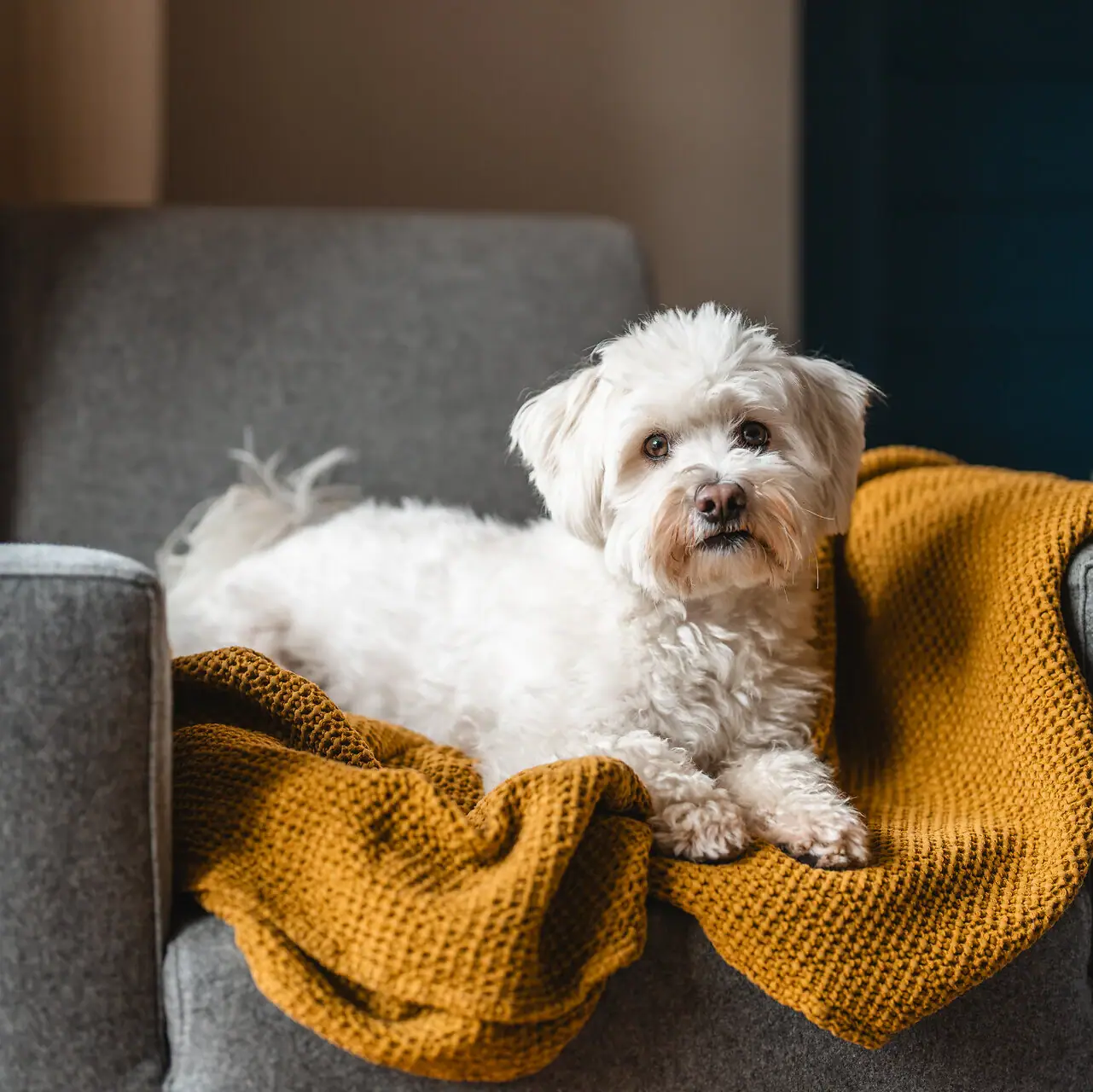 Un terrier sdraiato su un divano.