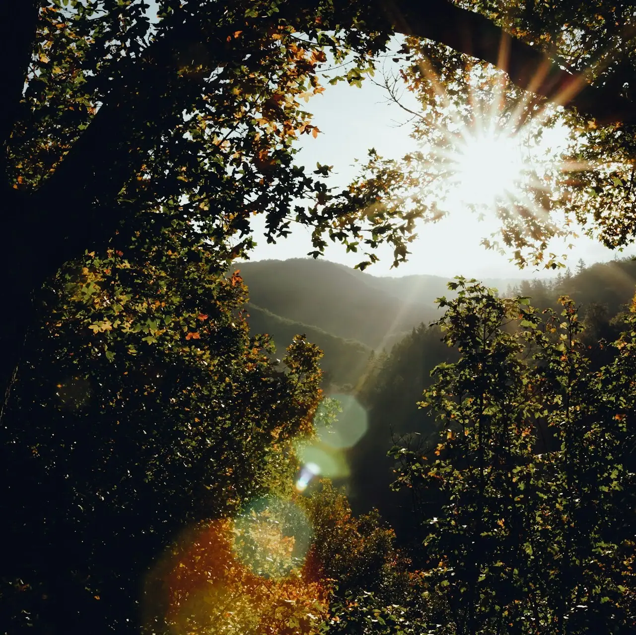 Sonne strahlt durch einen Baum