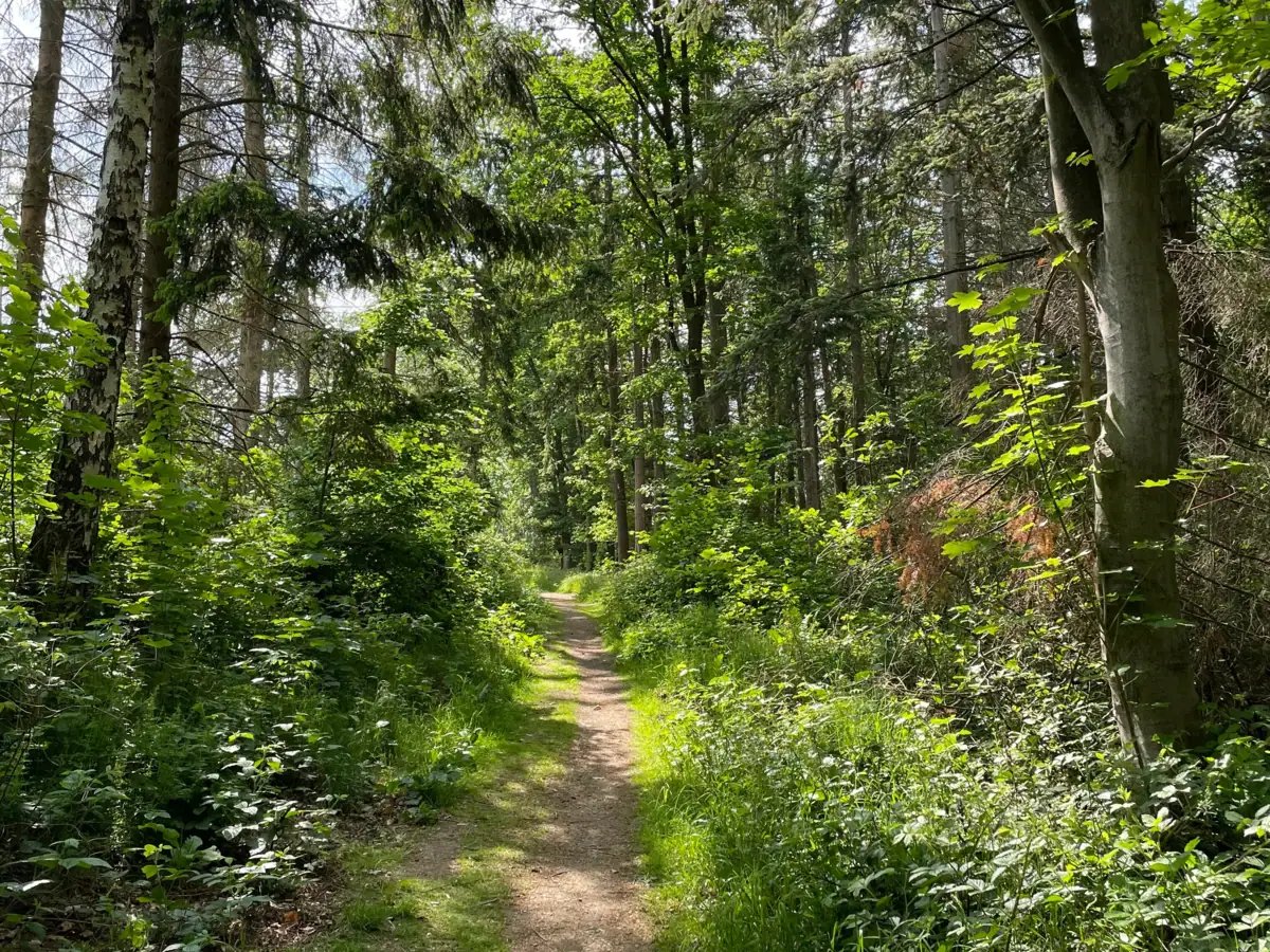 Ein Pfad durch einen Wald.