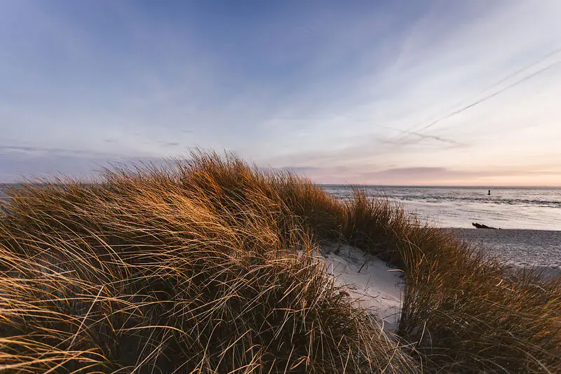 Erba sulla spiaggia sotto un cielo nuvoloso, con l’acqua sullo sfondo.