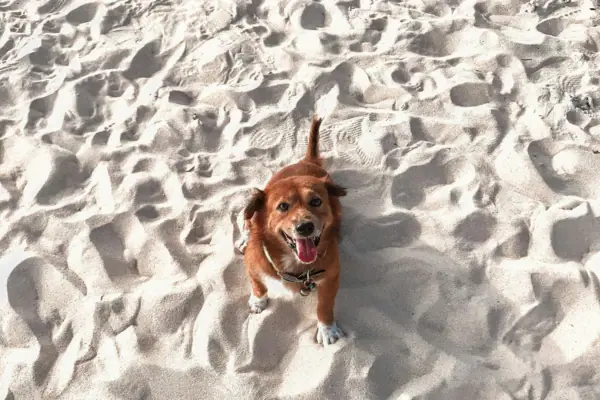 Un cane è in piedi sulla sabbia della spiaggia.