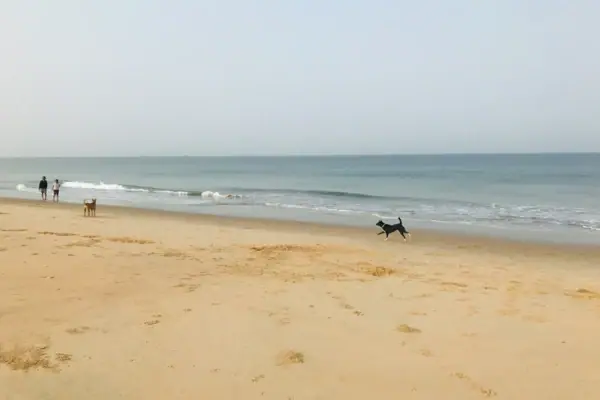 Due cani corrono lungo la spiaggia.