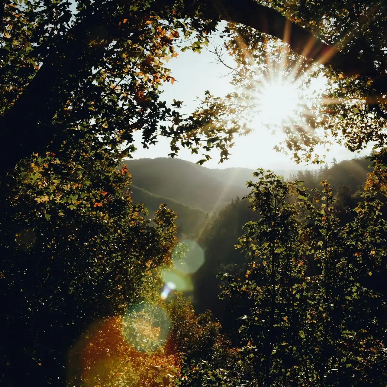 Sonne strahlt durch einen Baum