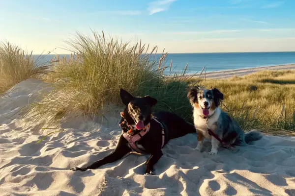 Cani sulla spiaggia di Sylt Cani sulla spiaggia di Sylt