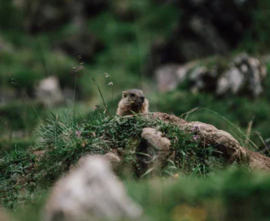 Piccolo animale tra l'erba, possibile uccello o mammifero, in un ambiente naturale esterno.