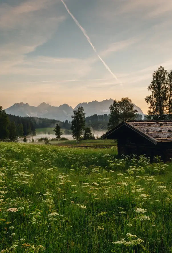 Una cabina situata in un campo di fiori circondata da erba verde e alberi.