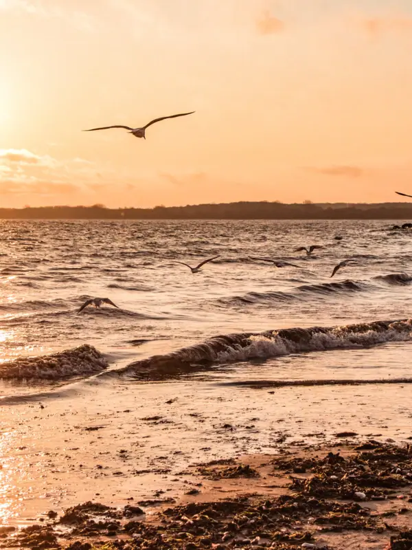 Uno stormo di uccelli vola sopra l'acqua.