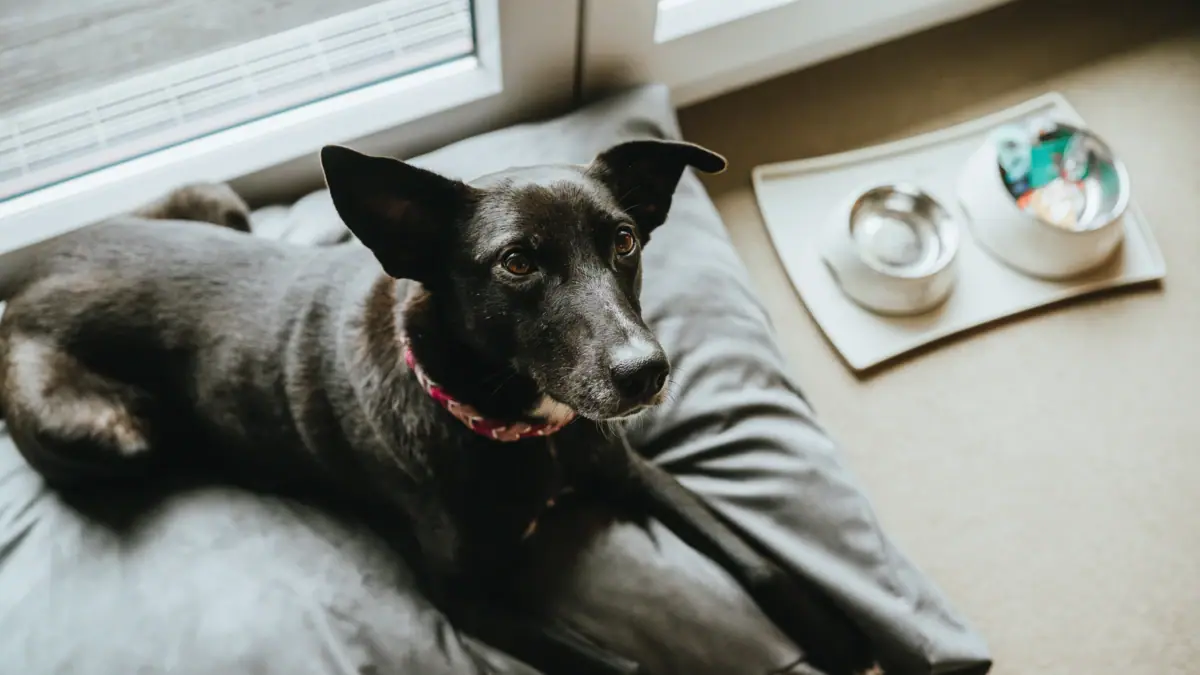 Cane all'A-ROSA Sylt Un cane è sdraiato su un cuscino in una camera d’albergo all’A-ROSA Sylt.