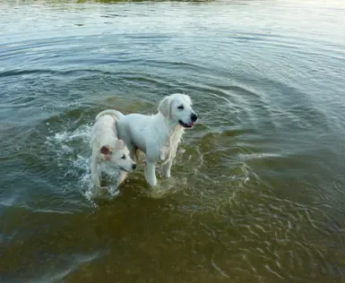 Due cani bianchi stanno con le zampe nell'acqua.