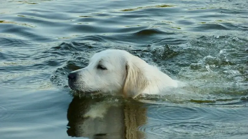 Un golden retriever nuota nell'acqua.