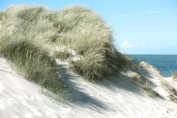 Sanddüne mit Gras und Wasser im Hintergrund