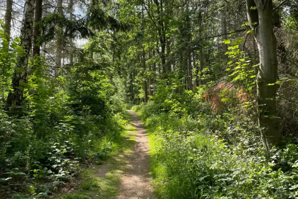 Un sentiero che parte dall’Hexenstieg dell’Harz e attraversa un bosco dalla vegetazione rigogliosa e dagli alberi altissimi.