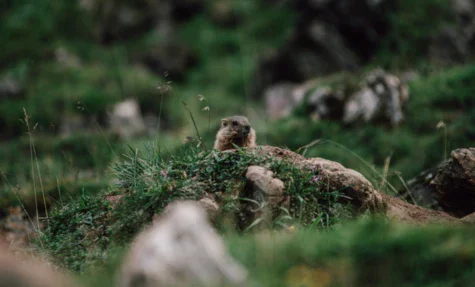 Piccolo animale nell'erba, probabilmente un uccello, in un ambiente naturale.