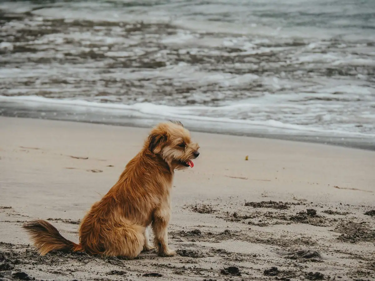 Kühlungsborn con il cane Un cane è seduto sulla spiaggia.