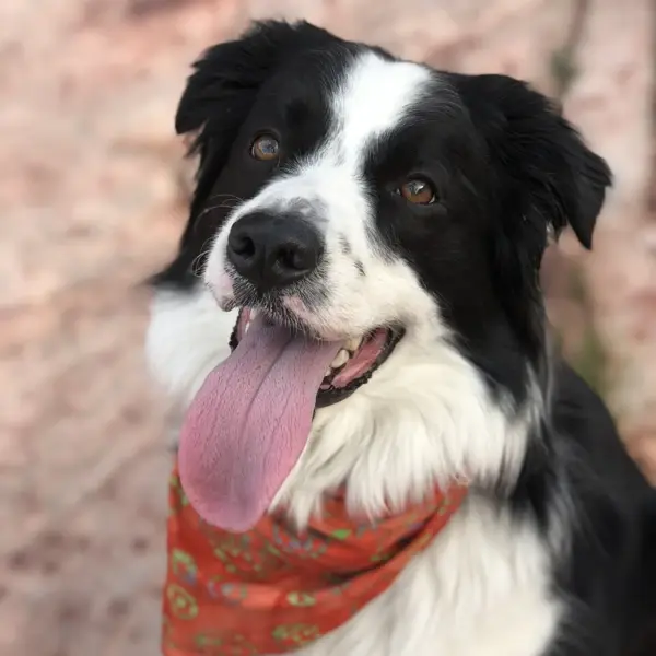 Un cane bianco e nero indossa una bandana arancione