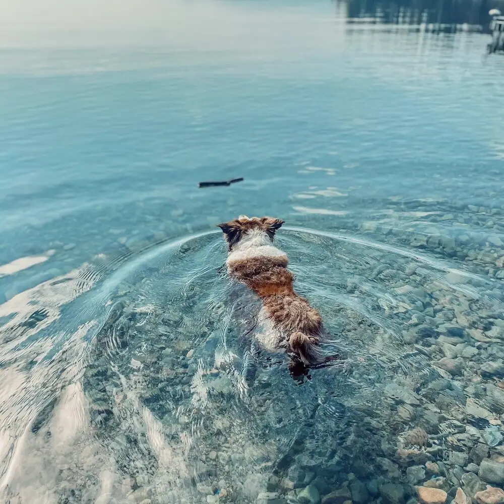Cane che nuota nel Lago di Garda verso un bastone, acqua cristallina intorno.