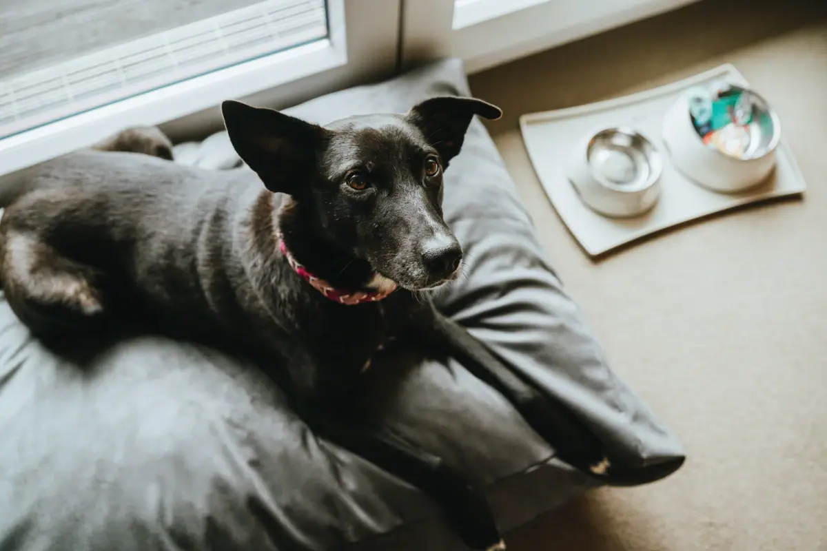 Un cane è sdraiato su un cuscino all’A-ROSA Hotel Sylt.