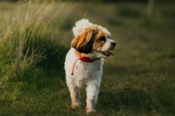 Usedom con il cane C'è un cane in un campo.