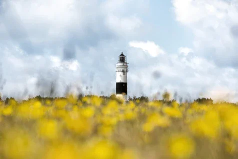 Faro circondato da un campo di fiori gialli con cielo nuvoloso.