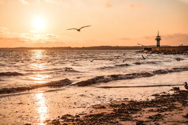 Ostseestrand Eine Gruppe von Vögeln fliegt über das Wasser.