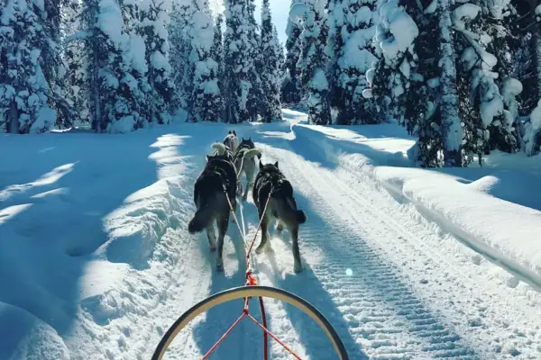 Eine Gruppe von Hunden zieht einen Schlitten durch den Schnee.