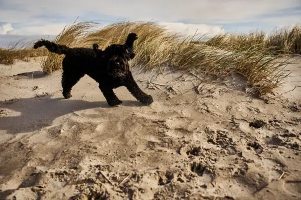 Cane che corre sulla sabbia