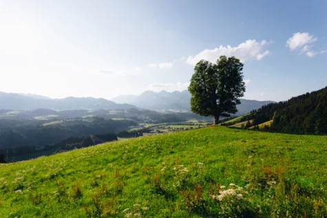 Albero su una collina erbosa con cielo nuvoloso.