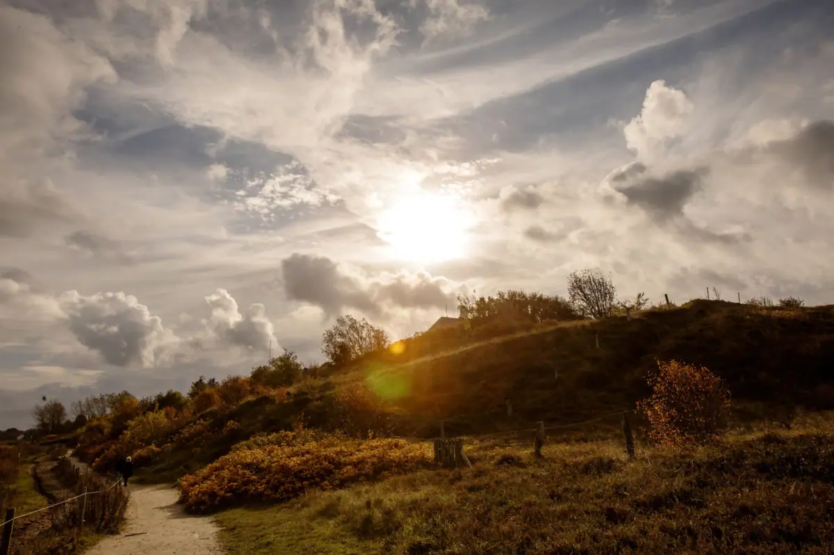 Sylt im Herbst Grüne Wiese mit Bäumen und Büschen unter klarem Himmel.