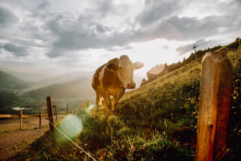 Mucca in piedi su una collina erbosa.