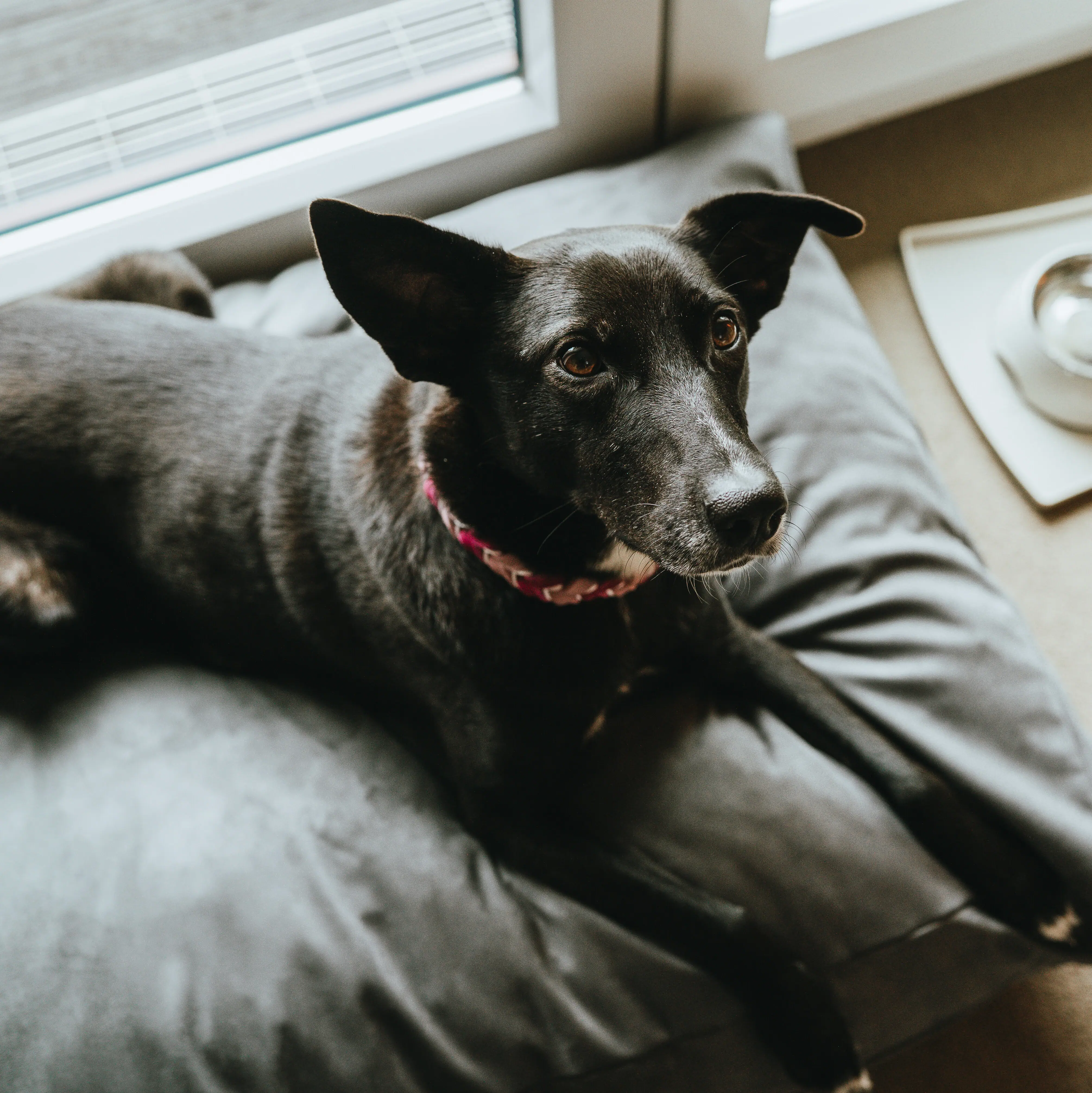 Un cane è sdraiato su un cuscino all’A-ROSA Hotel Sylt.