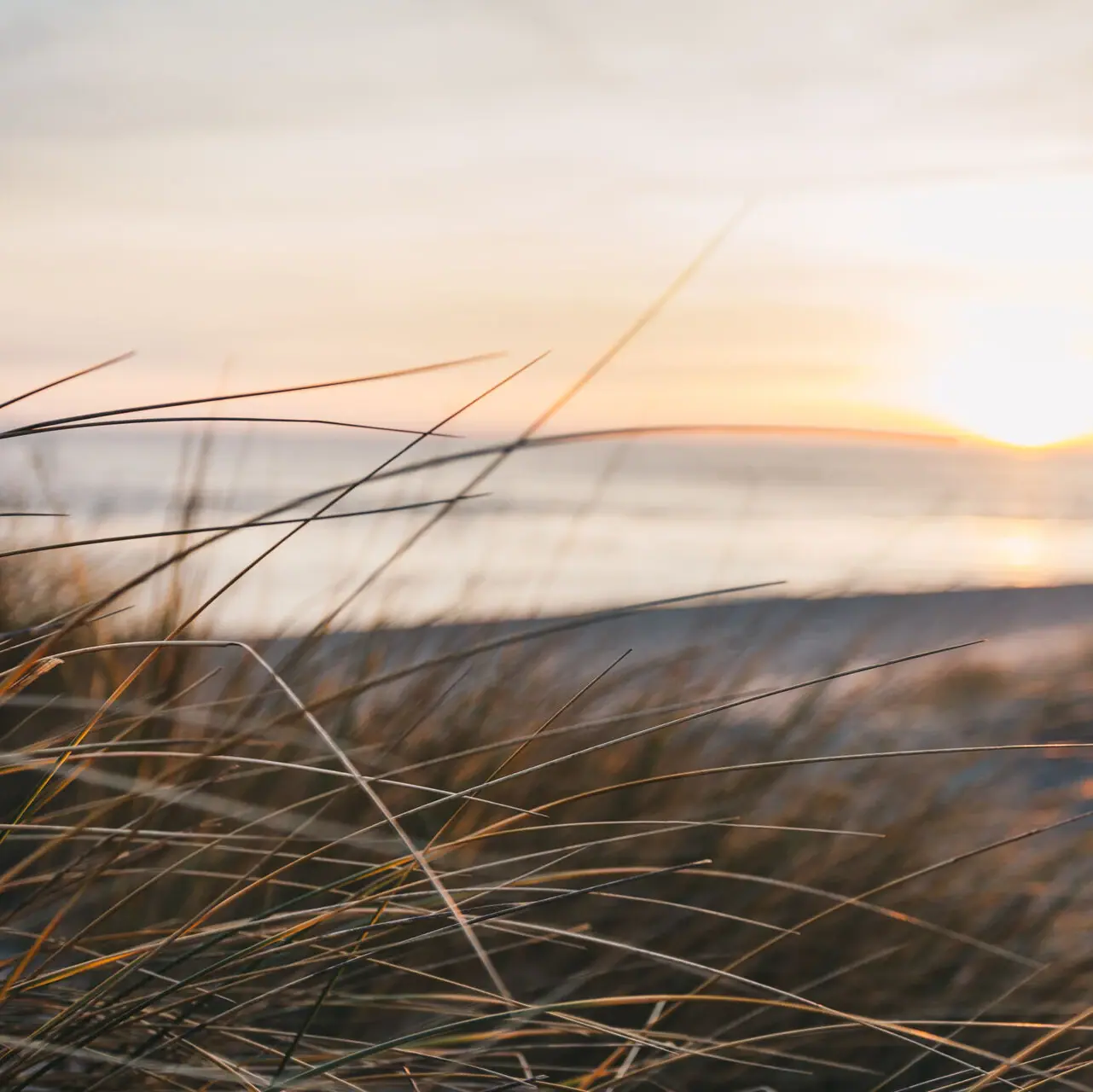 Primo piano dell'erba delle dune sulla spiaggia di Sylt all'alba.